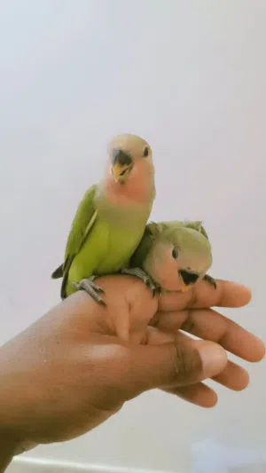 للبيع فروخ روز