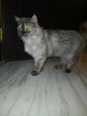 قطه شيرلزيه انثئ اليفه جدا