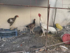 دجاج هندي للبيع