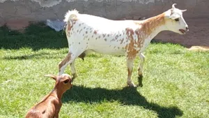 عناق كرديه اول ميلاد مش مبدله تحتها جدي تبارك الله
