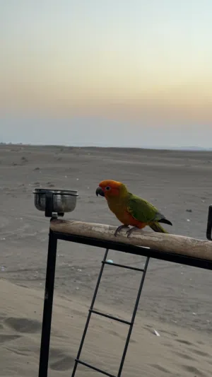 بغبغاء صن كنيور أليف جدااااا ... تابع الوصف