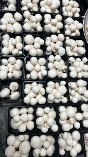 فطر طبيعي لون ابيض