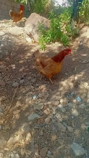 جاج بياض للبيع