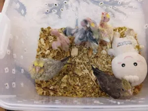 بيع فرخ كوكتيل متعوده على الغر من انتاجي الحمدلله