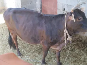 بقره عاقر من 4 سنوات ما ولدت