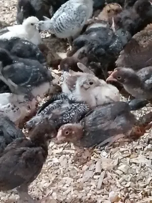 صوص دجاج  بلدي  الكميه من 1000, من ل1150 حبه