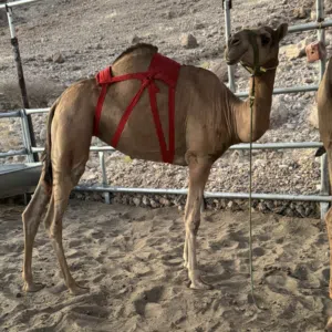 بكرة مزاين