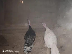 ذكرين حبش للبيع