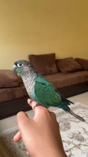 للبيع او للبدل كنيور تركواز