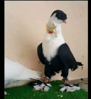عبيده زيد ابوصايل 