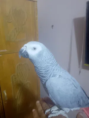كاسكو اليف طينه