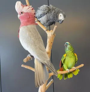 coctos parrots Bird