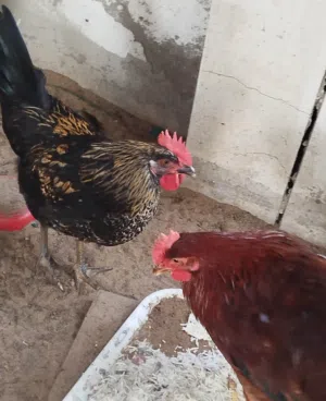 للبيع ديك بصحه ممتازه