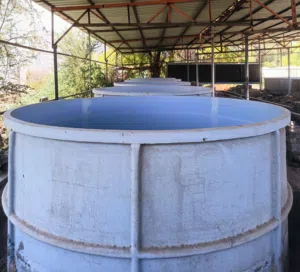 FOR SALE: FRP Fish Farming Tanks for Aquaculture / RAS System        Quantity: 10pcs 10,000