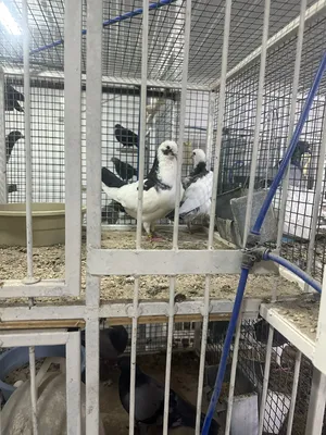‏حمام‏0