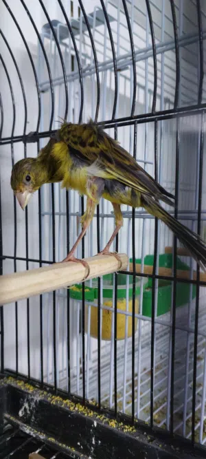 فحل مخملي بندوق تبارك الله قطعه ولون مع طيرة جيفوس زيتية الجوز فيهن ريشتين بذيل