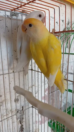 ‏ببغاء‏3