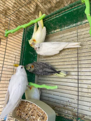طيور كوكتيل
