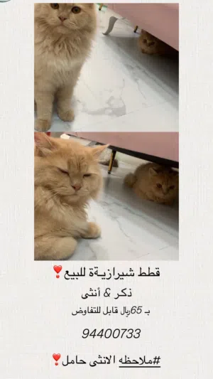 قطط للبيع شيرازيه