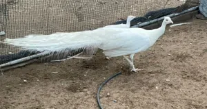 طاووس زوج ابيض وزوج بلاك شولدر