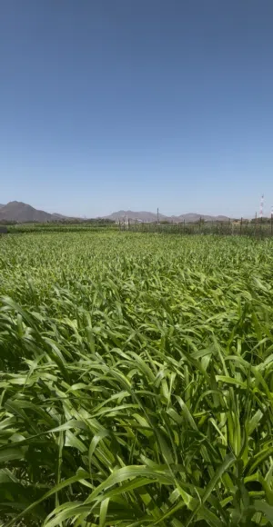 طعام للبيع حريه مطلوب الجلبه كامل بدون الجزاز
