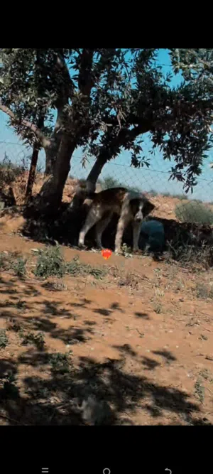 خمس شهور عظم عريض