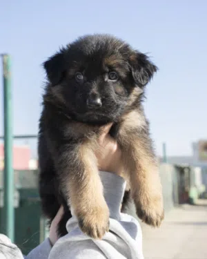 German shepherd  شولاين لونغ هير الاهالي متوفره للمعاينه والمشاهده