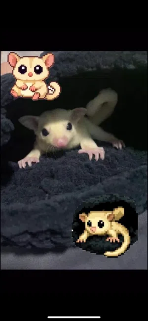 شوقر قلايدر ، Sugar Glider