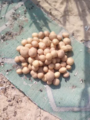 بطاطس كروز للبيع