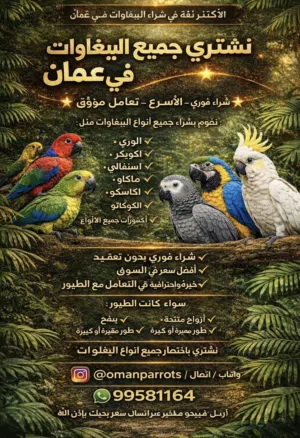 مطلوب  جميع انواع الببغاوات