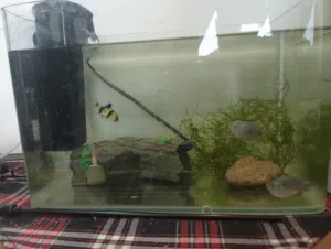 fishtank small good got biggeners