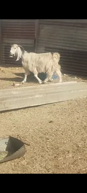 معزا عدد خمس لبيع عوارض وضرائب