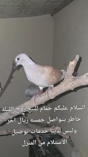 حمام انثى ورجال امورهم طيبه والحمد لله منتجين بشكل