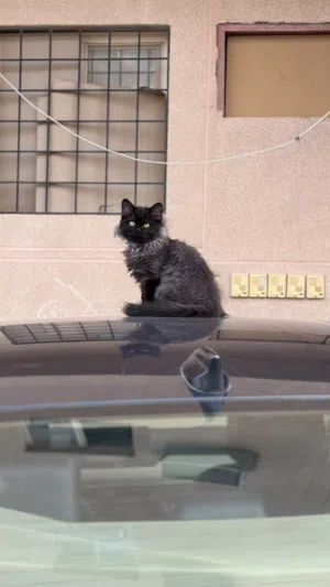 Persian cat for adoption