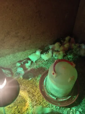 صوص دجاج كوشامو بيبي ومحلق بلاك مولتد