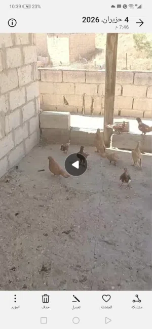 5 جواز مع فراخ وبيض