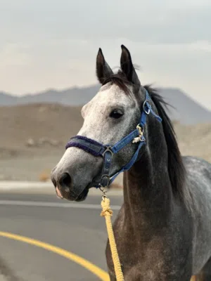 مهر سباق ابن قيصر  الام بلقيس اي زد بنت شندقة