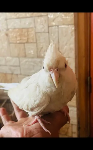Parrots0