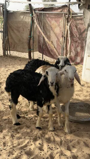 خروف حملات للبيع