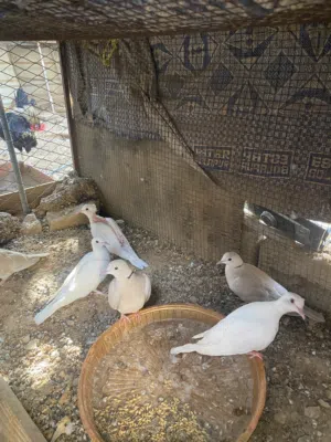 ياكريم من الانتاج