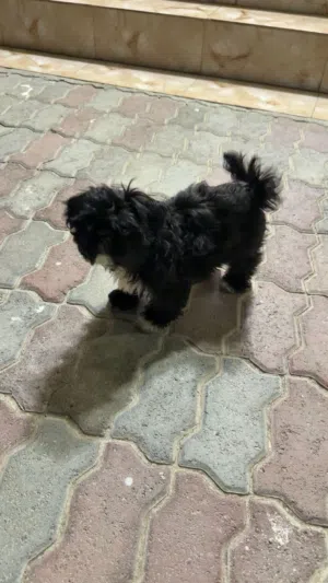 كلب شوزي عمر 3 أشهر مع جواز
