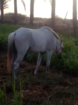 حصان خصي للبيع