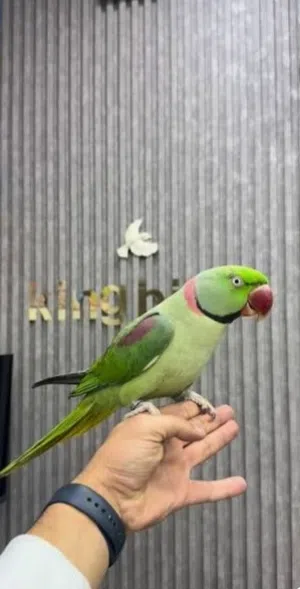 احتاج متو نيبالي ذكر