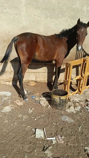 ‏خيل‏2