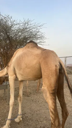 ناقه حايل للبيع