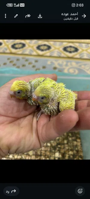 فروخ باجي  هولندي