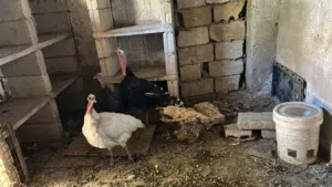 ديوك ودجاج حبش عدد 3