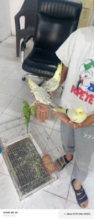 كوكتيلات البفه