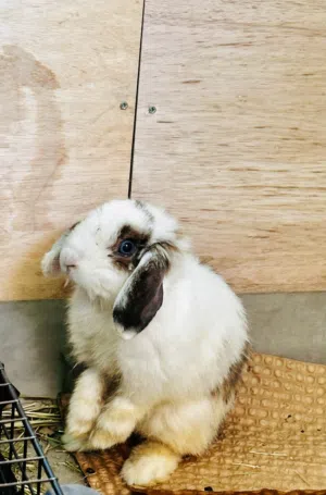 Purebred Holland Lop Bunnies