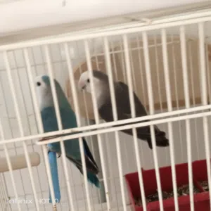 كوبية بركديلو روز أقرا الوصف